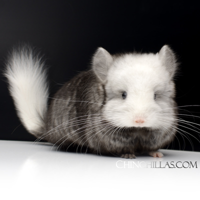 extreme ebony and white mosaic royal persian angora chinchilla
